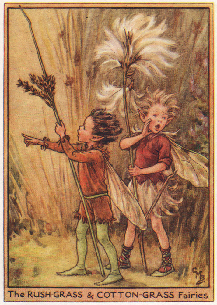 Rush & Cotton-Grass Fairies by Cicely Mary Barker. Wayside Flower Fairies c1948